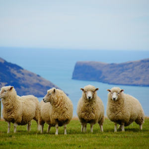 Image: MartinStr, New Zealand sea sheep, Pixabay, Pixabay Licence