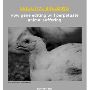 Selective breeding: How gene editing will perpetuate animal suffering