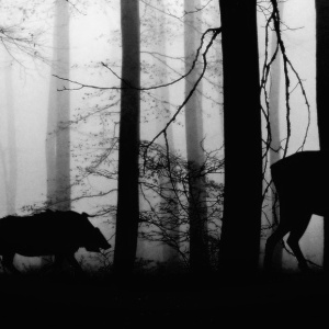 A black and white image of a deer and two boars crossing through a forest in silhouette.