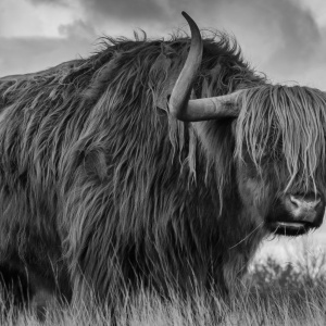 A scottish highland cow with large horns in black and white