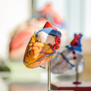 Anatomical model of the human heart. Photo by Jesse Orico via Unsplash.