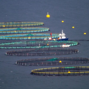 Fish farming cages in the ocean. Photo by Tapani Hellman via Pixabay.