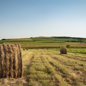 Rolls of hay sit on a field with agricultural landscape in the background. Photo by Vlad Chețan via Pexels.