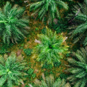 Aerial view of monoculture oil palm plantation. Photo by Kelly Lacy via Pexels.
