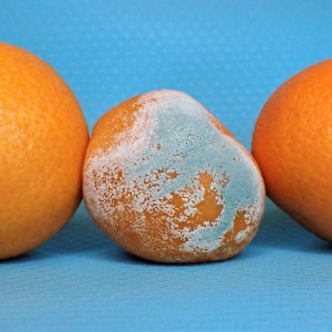 Image of two normal, and one mouldy, oranges. Photo by Nancy Hughes via Unsplash