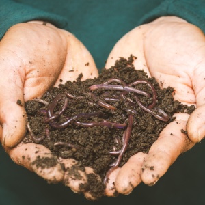 A pair of hands holding a clump of soil and worms. Photo by sippakorn yamkasikorn via Unsplash