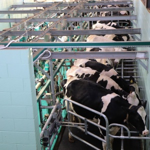 Cows in a milking parlour. Image by Kevinsphotos via Pixaby