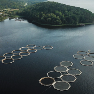 Aerial view freshwater aquaculture farm. Photo by Alexey Komissarov via Pexels.
