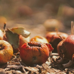 Image of rotting apples fallen to the ground by Joshua Hoehne via Unsplash