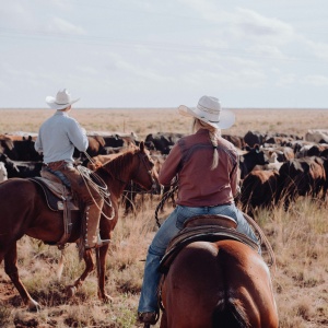 Image of two ranchers riding horses herding cattle
