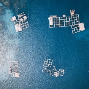Image: aerial image of aquatic farming in a body of water. Photo by Hanson Lu via Unsplash