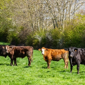 Image of cows in a tree lined field. Photo by Paul Keiffer via Unsplash