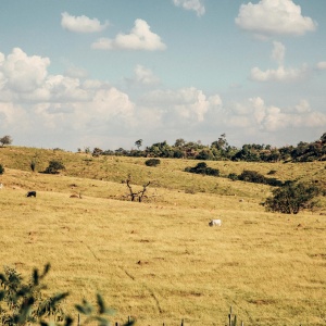 Image: an open plain grassland with a few grazing animals in the background. Photo by Gezeras Ph via Pexels