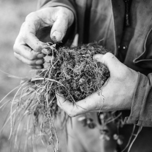 A photo of a person holding a chunk of soil with grass and clover on top and lots of roots in black and white. Photo by Alexander Turner.