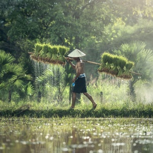Rice farmer carrying rice bundles next to paddy