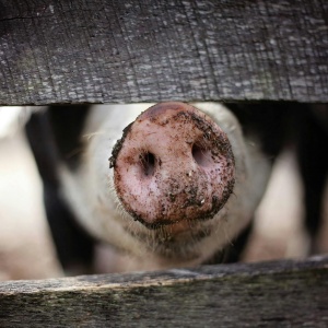 Pigs snout showing through wooden fence. Image by Leah Newhouse via Pexels