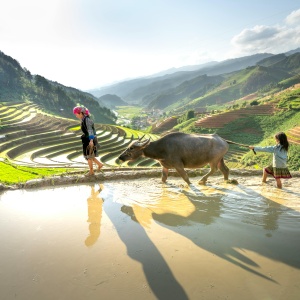 Farmer and daughter walking a cow through a rice field