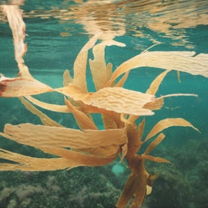 Seaweed floating in the sea. Credit: Lachlan Ross via Pexels.