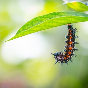 A caterpillar preparing to transform. Image by Charles Davis from Pixabay