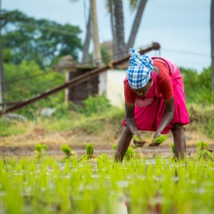 Woman planting rice. Photo by Deepak kumar via Unsplash