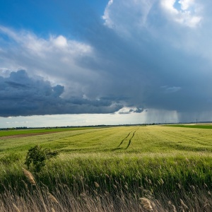 A field of wheat with a raining storm cloud in the distance. Image by Ottó from Pixabay
