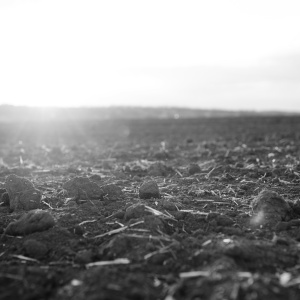 The sun sets over hay-strewn ground in black and white. Photo by AdobeStock.