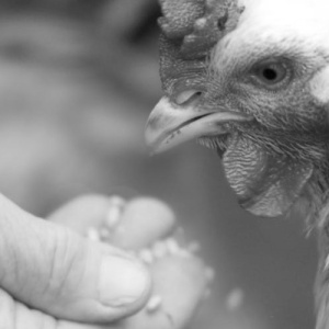 A hand feeds a chicken in black and white.