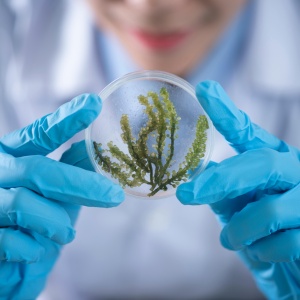 Image: Scientists holding a plate of algae. Photo by Chokniti Khongchum via Pexels