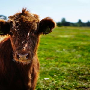 Picture of a highland cow in a field
