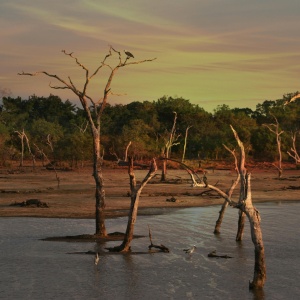 Dead trees sitting in a shallow pool of water. Photo by Ian Turnell