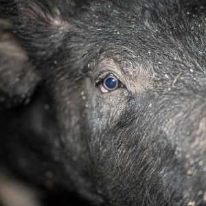 Close up of pig. Credit: Animal Rising