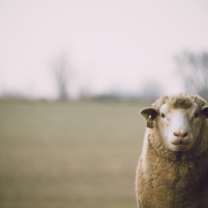 Photo of sheep in field. Credit: Dan Hamill via pexels