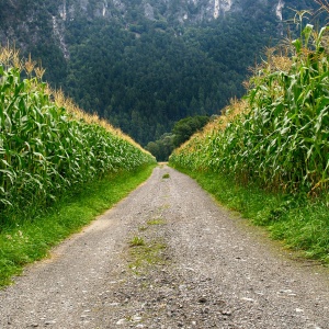 Corn fields with mountains looming. Credit: Johann Piber via Pexels. 