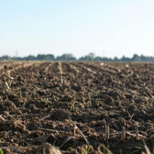 Picture of a plants germinating in a field. Credit: Jan Kroon via Pexels