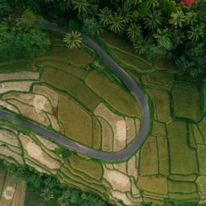 Birds eye photo of forest and crop. Credit Mikhail Nilov via pexels. 