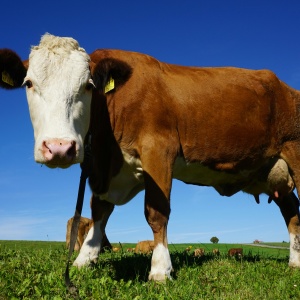 Picture of a cow in a field close up. Credit: Pixabay