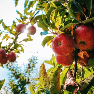 Photo of apple orchard. Credit: Shottrotter via Pexels