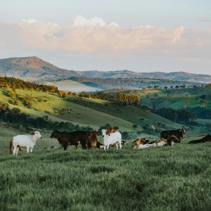 Photo of rolling hills with cows. Credit Wild Little Things via Pexels