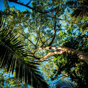 forest cover. Credit: André Cook via Pexels 