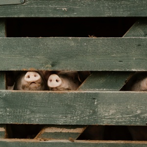 Pigs behind fence. Credit: Cotton Bro via Pexels. 