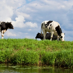 Cows in field by river. CreditL Matthias Zomer via Pexels. 