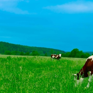 Cows in field. Credit: Andrey Niqi via pexels