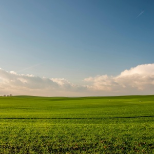 Photo of a field of grass. Credit: Jahoo Clouseau via Pexels. 