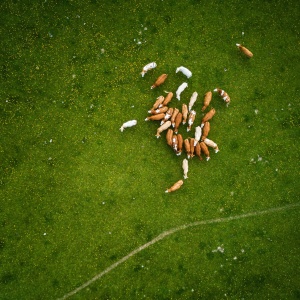 Birds eye of livestock in field. Credit: Steph Anthem via Pexels. 