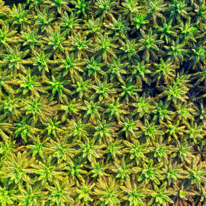 Aerial view of palm plantation. Credit Tom Fisk via Pexels. 