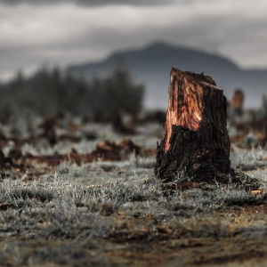 Image: Dudarev Mikhail, Stumps in the valley caused by deforestation and slash and burn types of agriculture in Madagascar, IPBES Media Resources