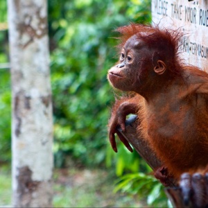 Image: Alistair Kitchen, Orangutan Baby, Flickr, Creative Commons Attribution 2.0 Generic