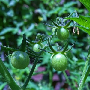 Image: KRiemer, Tomatoes Fried Green, Pixabay, Pixabay Licence