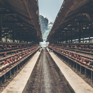 Image: Artem Beliaikin, Brown Wooden Poultry, Pexels, Pexels Licence