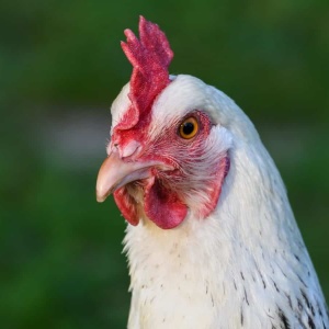 Image: Pixnio, Hen poultry bird, Public domain